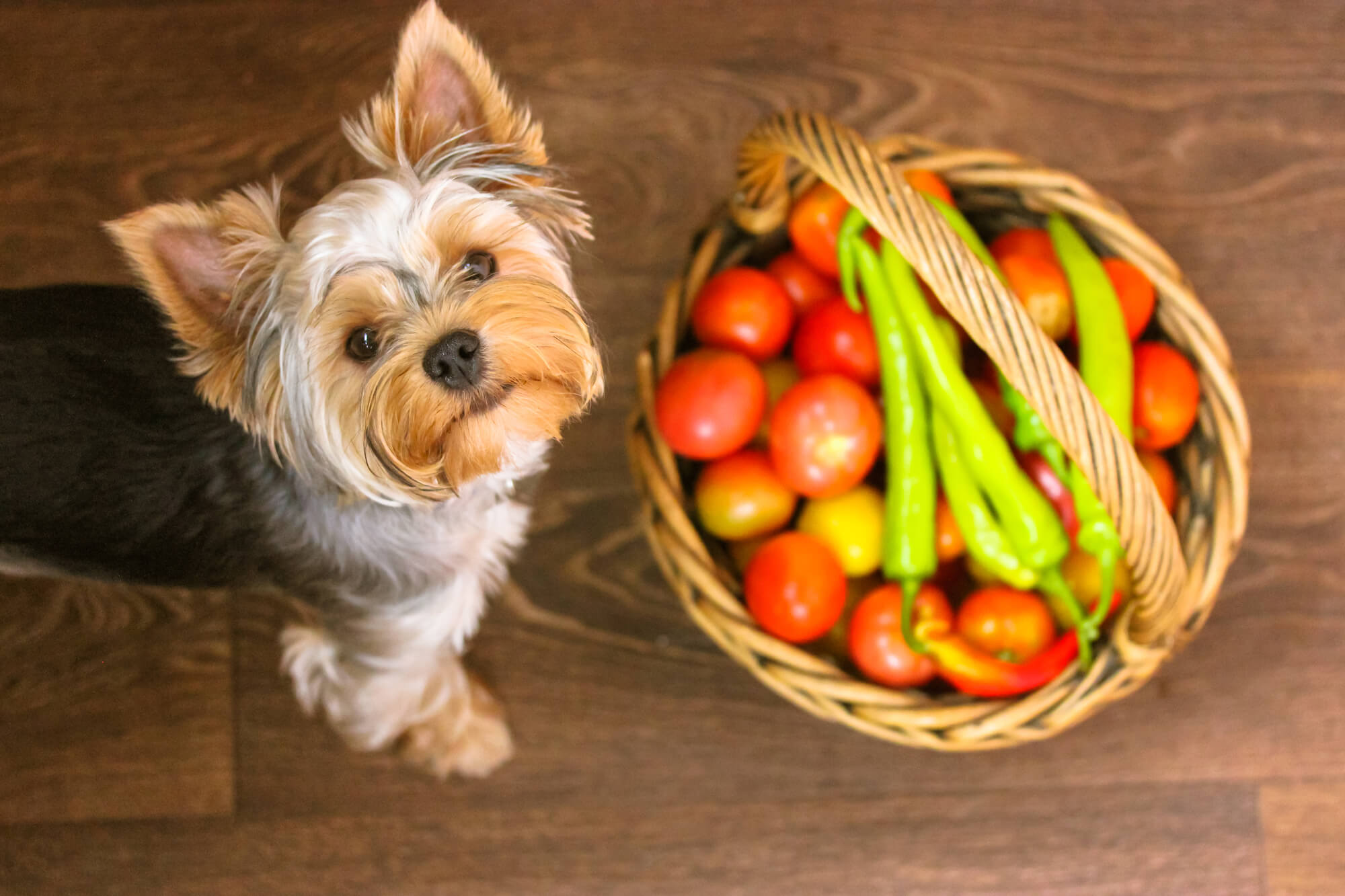 Pet Nutrition Pet Nutrition