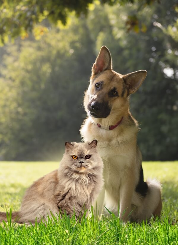 Most Popular Cat and Dog Breeds