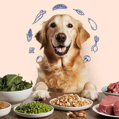 APAC NPS Drivers: What Makes a Pet Food Brand Recommendable?