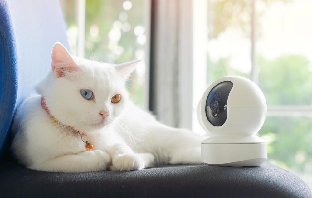 Technology Adoption in Pet Care: What Works and What Doesn&rsquo;t Across Generations
