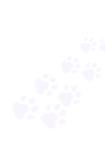 Pet Care Insights 2026 - Service, Accessories &amp; Grooming Insights - paws