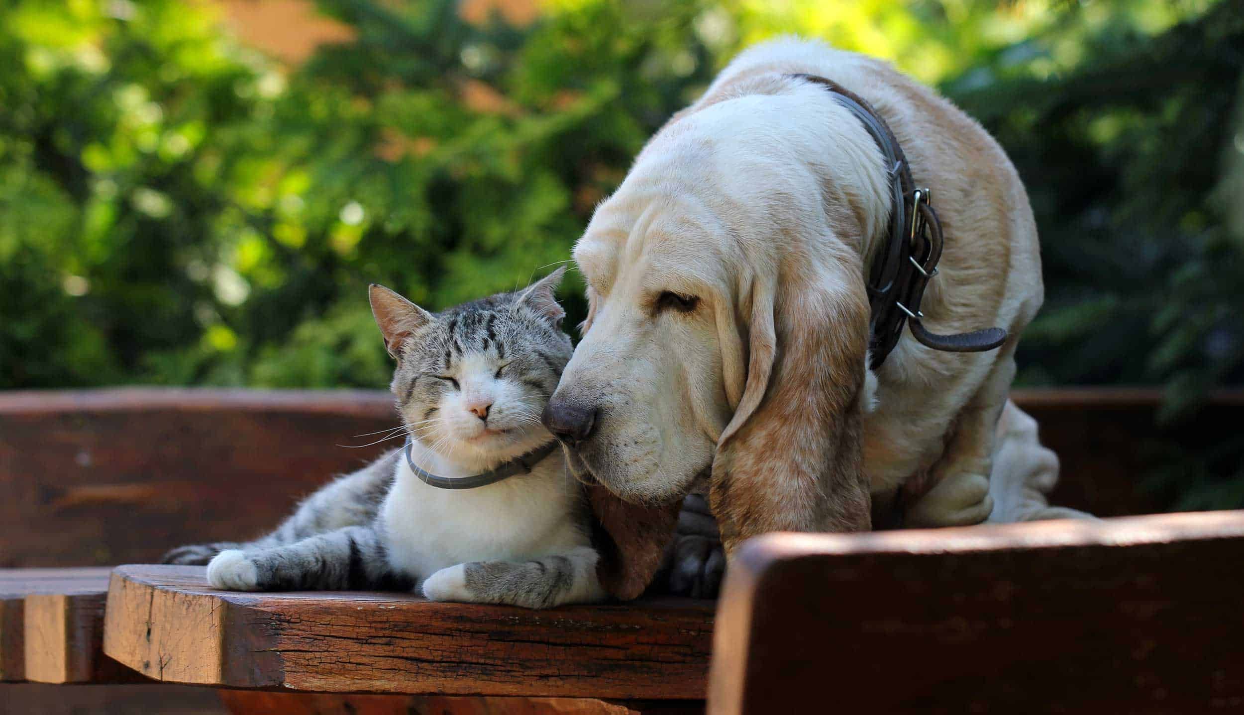 Senior Pet Care in APAC: How Owners Prepare for Aging Pets 