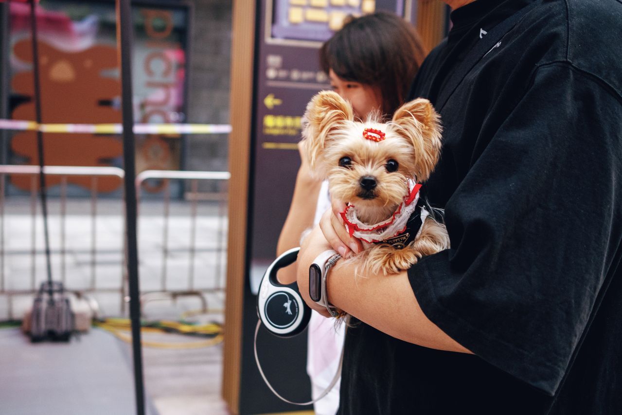 TGM Pet Care Insights 2026 in China: Premium Care Goes Mainstream