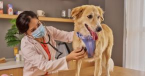 The Evolution of APAC Pet Health 