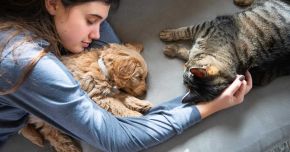 How Modern Pet Ownership Impacts on Everyday Life in APAC 