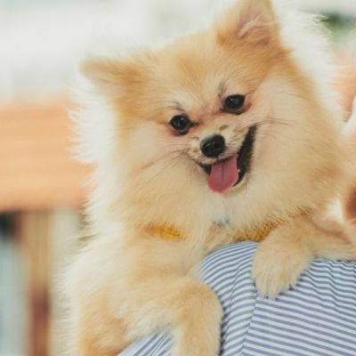 Why Young Chinese Consumers Are Fueling the Pet Economy 