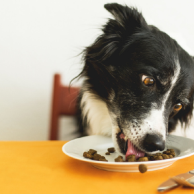 TGM Global Pet Care Report 