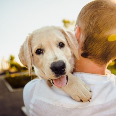 LATAM Pet Care Trends 2024: Insights for Businesses and Brands