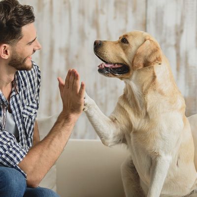 Paw-specting 2026: What APAC&rsquo;s Pet Parents Are Really Planning Next