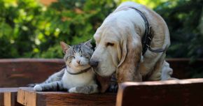 Senior Pet Care in APAC: How Owners Prepare for Aging Pets 