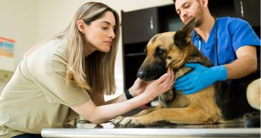 Pet Care - TGM Research