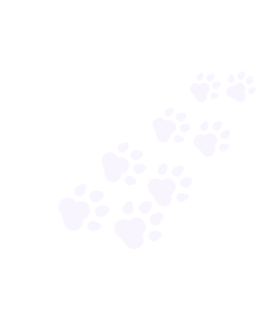 Pet Care Insights 2026 - Service, Accessories &amp; Grooming Insights - paws