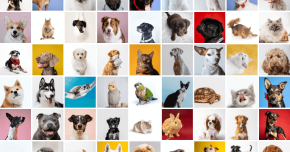 TGM Global Pet Care Survey 2023