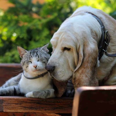Senior Pet Care in APAC: How Owners Prepare for Aging Pets 