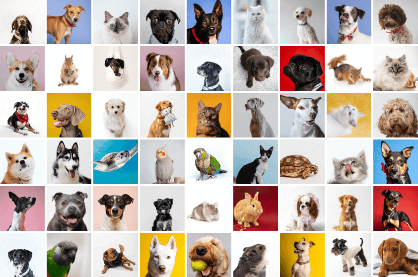 TGM Global Pet Care Survey 2023