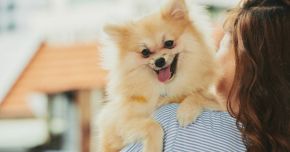 Why Young Chinese Consumers Are Fueling the Pet Economy 