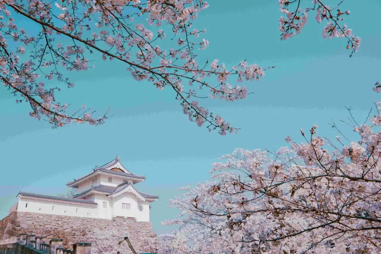 Market Research case study in Japan