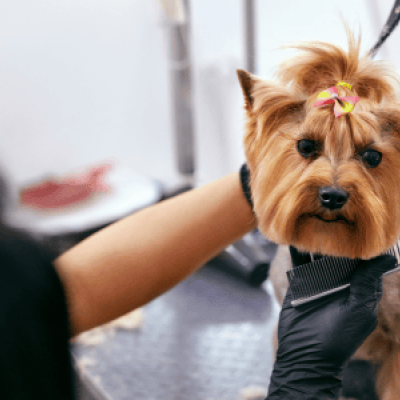 TGM Global Pet Care Report 2023 