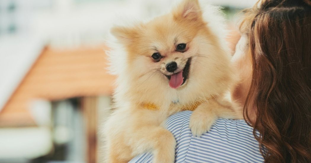 Why Young Chinese Consumers Are Fueling the Pet Economy 