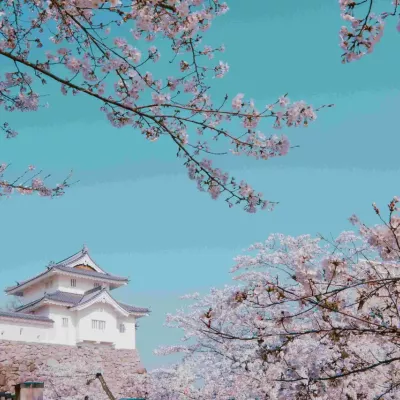 Market Research case study in Japan