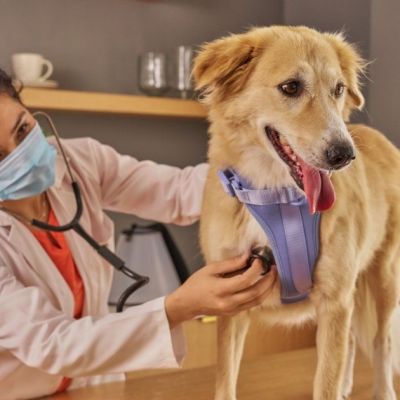 The Evolution of APAC Pet Health 