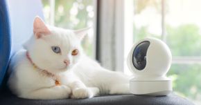 Technology Adoption in Pet Care: What Works and What Doesn&rsquo;t Across Generations