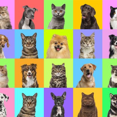 Global Pet Care Trends 2024: Insights for Businesses and Brands