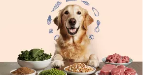 APAC NPS Drivers: What Makes a Pet Food Brand Recommendable?