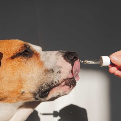The Growing Demand for Pet Supplements in APAC&rsquo;s Pet Care Industry